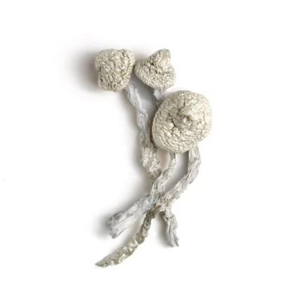 Avery’s Albino Mushrooms