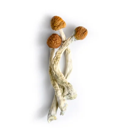 Brazilian Mushrooms