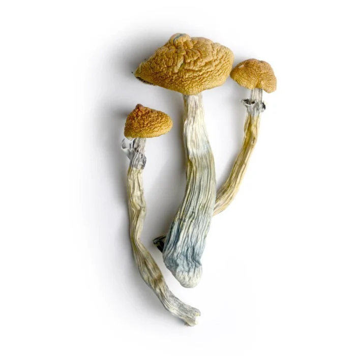 Buy HillBilly Mushrooms Online - #1 Best Hillbilly Magic Mushrooms